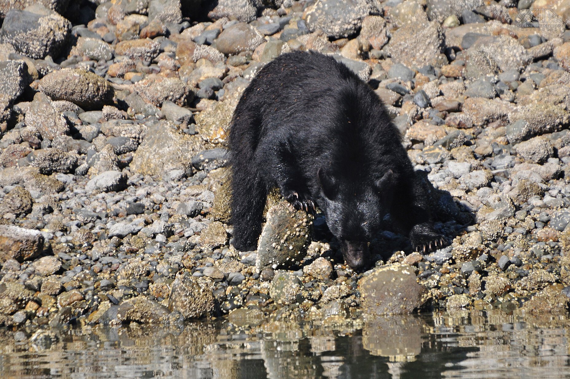 Tofino - Black bear  Stefan Cruysberghs